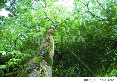 新緑 6803692