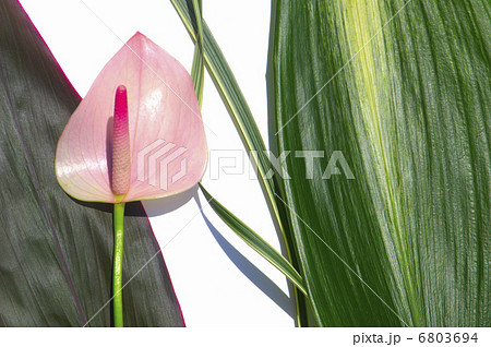 観葉植物の葉とアンスリューム 6803694