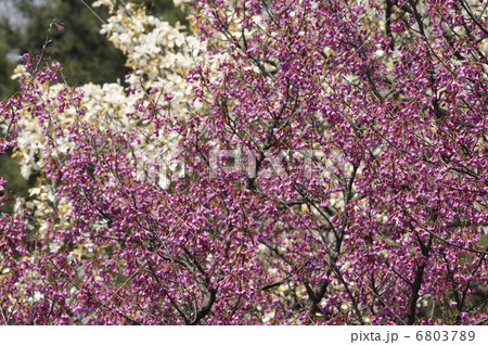 桜 6803789
