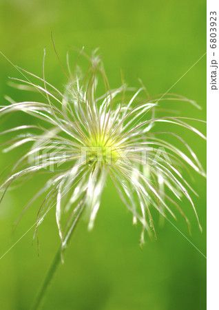 オキナグサ オキナグサ 6803923