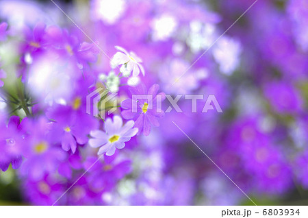 サクラソウ 6803934