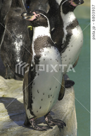 ペンギン 6803937