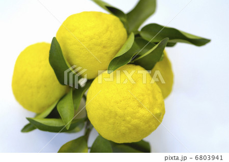 柚子 6803941