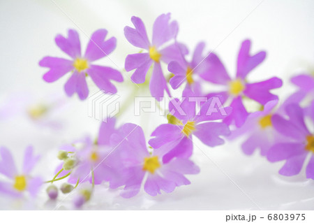 サクラソウ 6803975