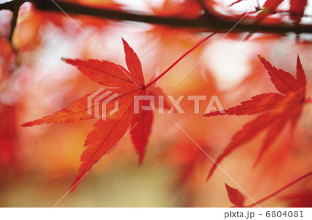 紅葉 6804081