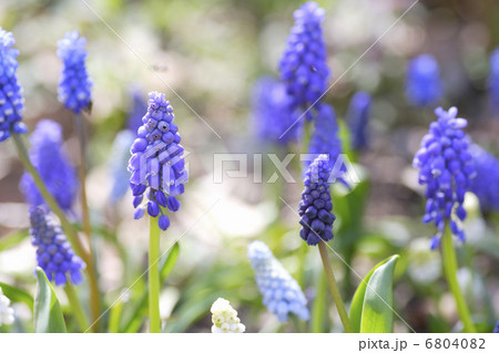 庭のムスカリ 6804082