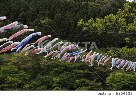 こいのぼり 6804102