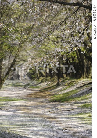 散った桜 散った桜 6804147