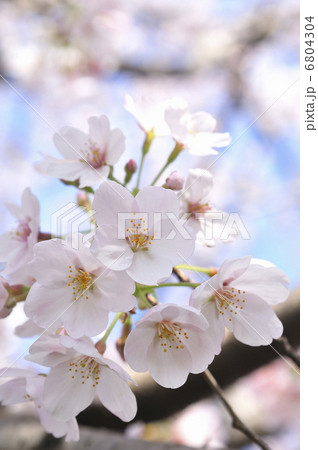 桜 桜 6804304
