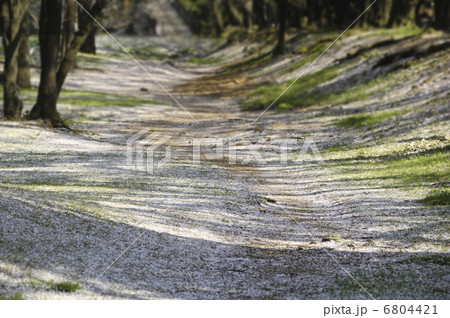 散った桜 散った桜 6804421