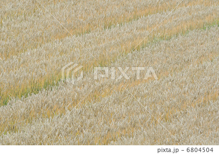 麦畑 6804504