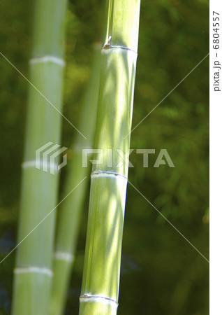 青竹 6804557
