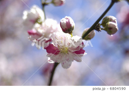 花桃 花桃 6804590