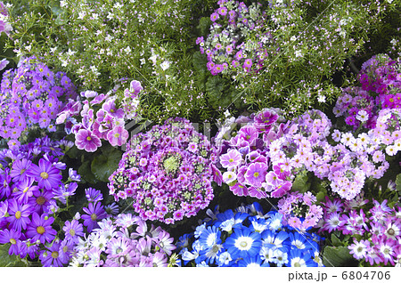 サクラソウの寄せ植え 6804706