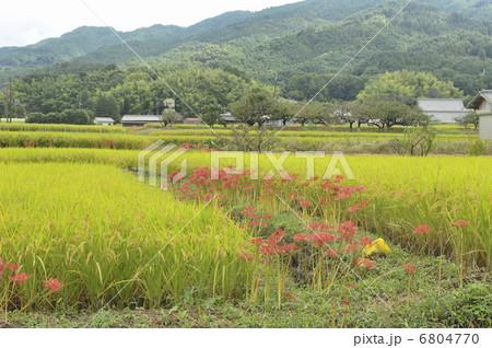 秋の田園 6804770