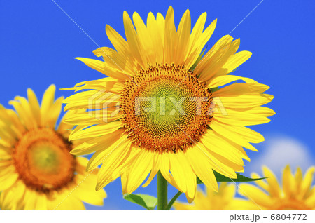 ひまわり ひまわり 6804772
