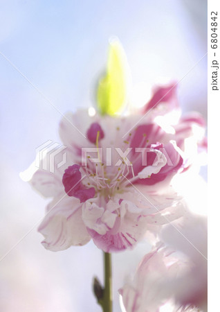 花桃 花桃 6804842