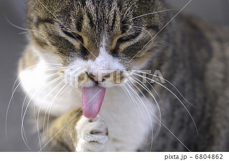 手をなめている猫 6804862