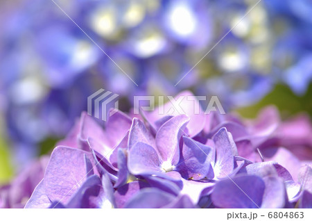 アジサイの花 6804863