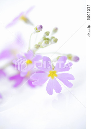 サクラソウ 6805032