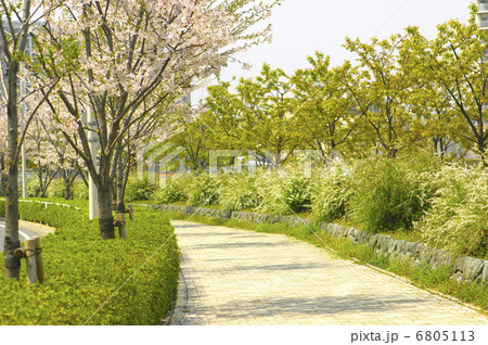 桜の並木道 桜の並木道 6805113