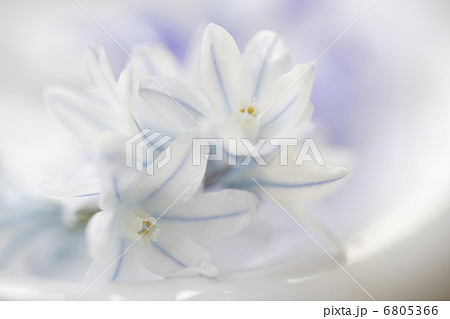 リューココリーネ 6805366