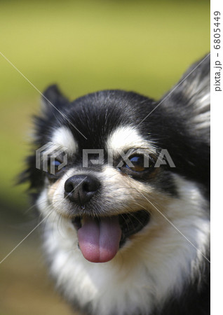 犬 6805449