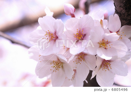 桜 6805496