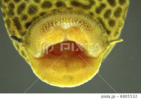 セルフィンプレコ セルフィンプレコ 6805532