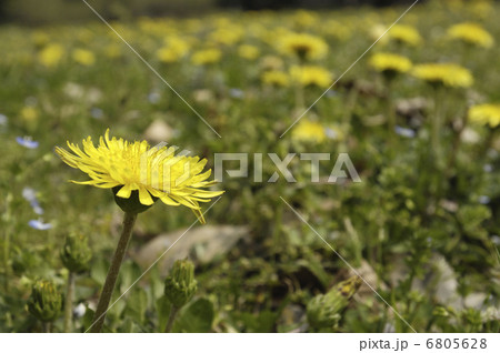たんぽぽ 6805628