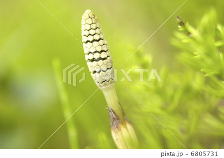 土筆とスギナ 土筆とスギナ 6805731