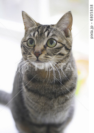 猫 6805838