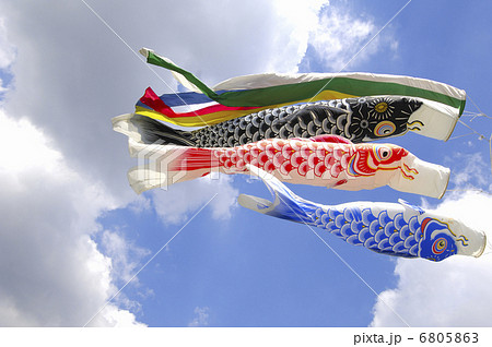 鯉のぼり 鯉のぼり 6805863