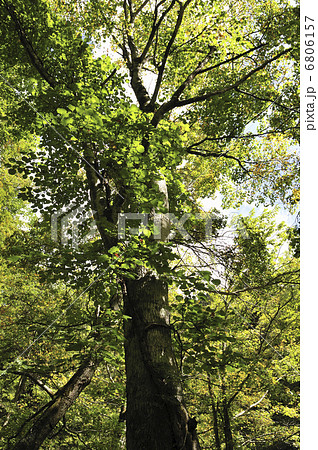 いたやかえで 6806157