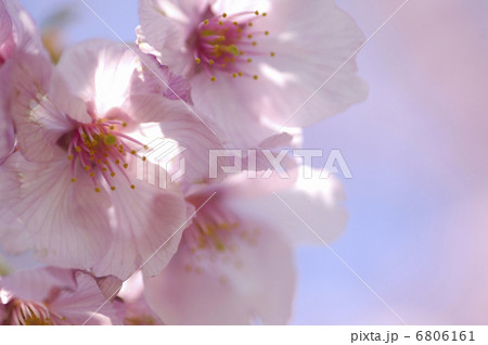 カンヒザクラ 6806161