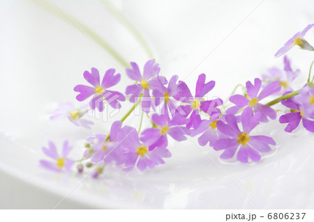 サクラソウ サクラソウ 6806237