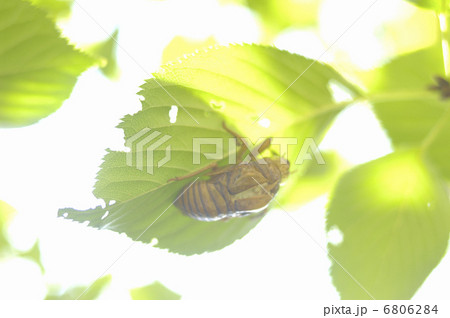 蝉のぬけがら 6806284