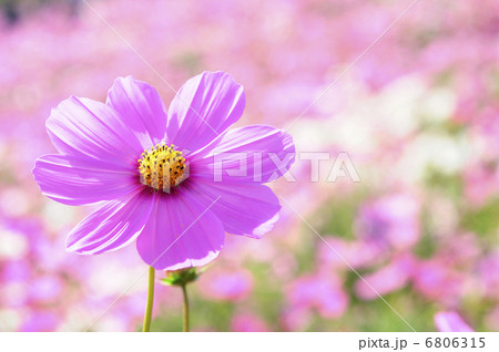 コスモス 6806315