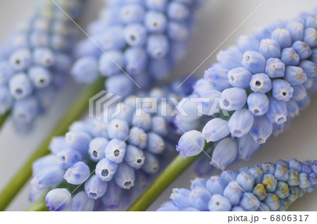ムスカリ 6806317