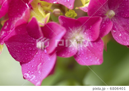 アジサイの花 6806401