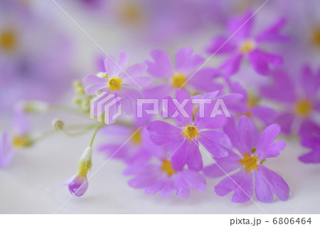 パンジーとさくら草 6806464