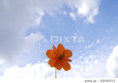 青空とキバナコスモス 6806933