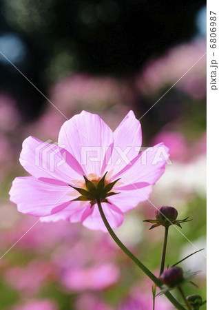 コスモス 6806987