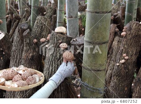 椎茸の収穫 6807252