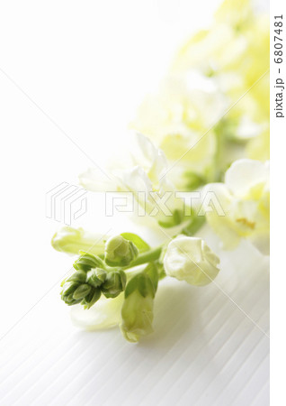 金魚草 金魚草 6807481