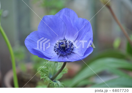 アネモネ 6807720