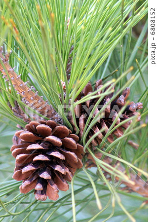 松葉＆松ぼっくり 6808152