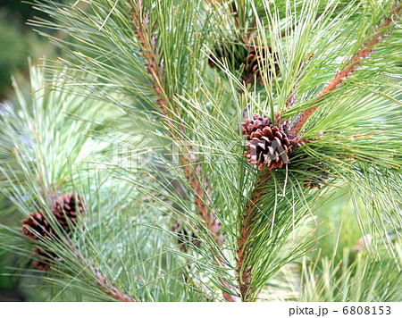 松葉＆松ぼっくり 6808153