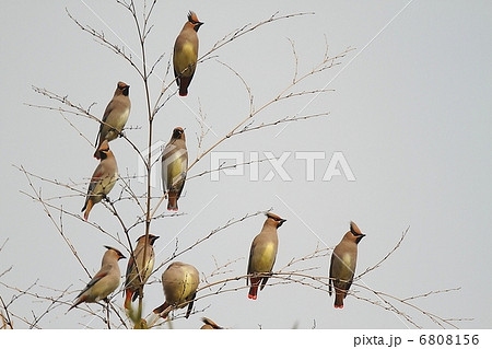 ヒレンジャクの群れ ヒレンジャクの群れ 6808156