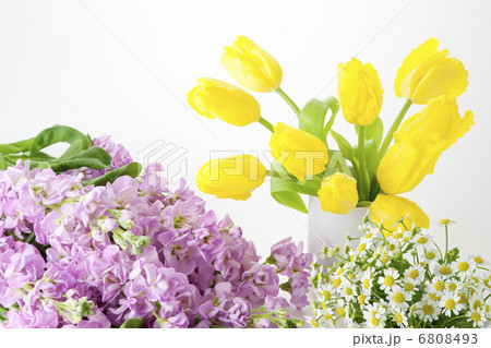 マトリカリアと黄色いチューリップとピンク色のストック 6808493